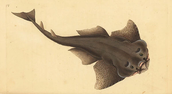 Angelshark, Squatina squatina. Critically endangered. (Angel shark, Squallus squatinus). Handcoloured copperplate drawn and engraved by Edward Donovan from his Natural History of British Fishes, Donovan and F. C. and J. Rivington, London, 1802-1808