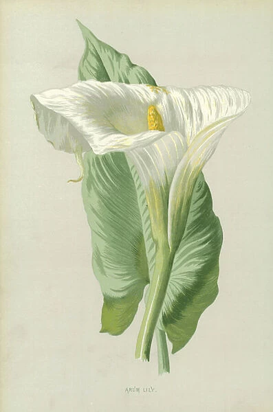 Arum Lily. LLM457377 Arum Lily by Hulme, Frederick Edward 