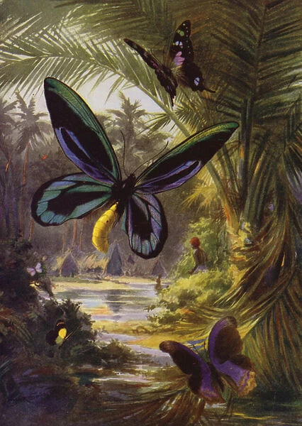 Beautiful Butterflies: Troides Alexandrae, the largest of all butterflies (colour litho)