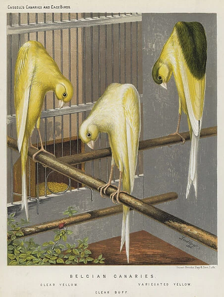 Belgian Canaries, Clear Yellow, Variecated Yellow, Clear Buff (colour litho)