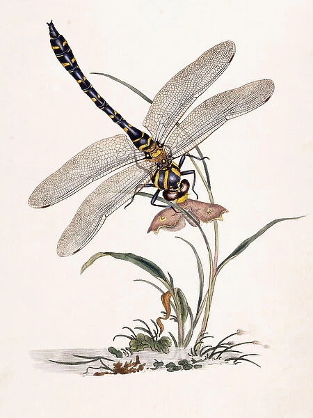 Boltons Dragon-fly (Libellula boltonii), 1807 (hand coloured engraving)