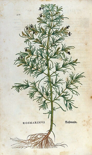 Botanical board: rosemary (rosmarinus). Herbarium of Lheonard Fuchs
