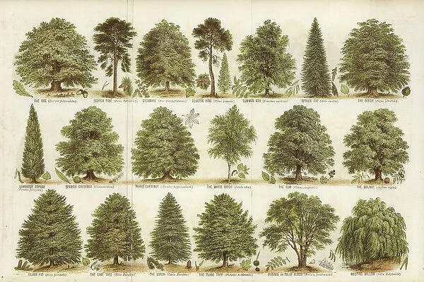 Our British Forest Trees (colour litho)
