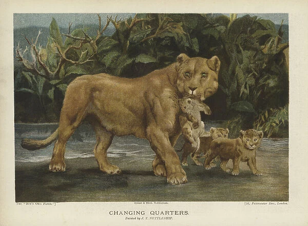 Changing Quarters: lioness moving her cubs (chromolitho)