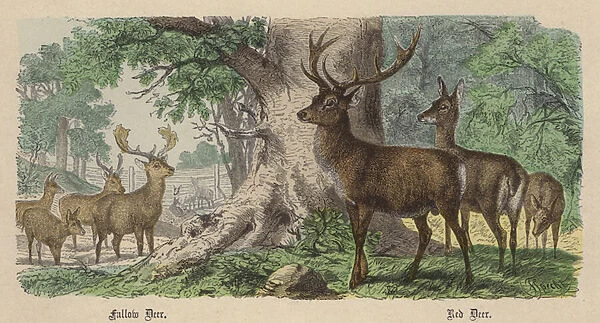 Fallow Deer, Red Deer (coloured engraving)