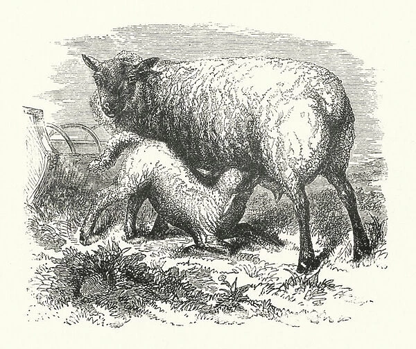 Lamb suckling (engraving)