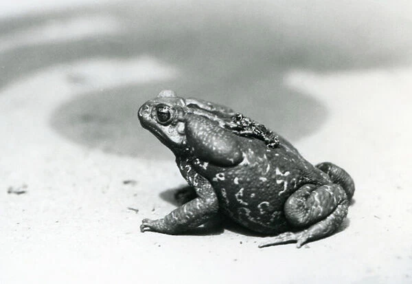 The largest and smallest toad in the menagerie in August 1928 (b  /  w photo)