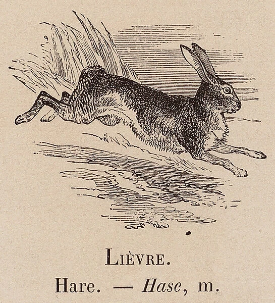 Le Vocabulaire Illustre: Lievre; Hare; Hase (engraving)