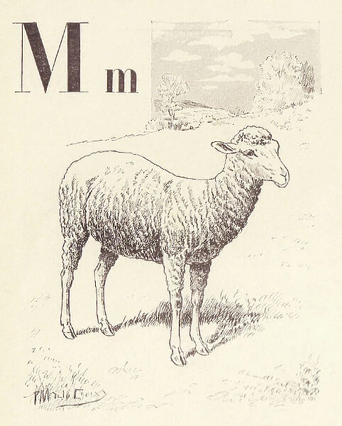 M for Sheep, 1901 (illustration)