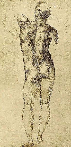 Male nude. 3125080 Male nude by Buonarroti, Michelangelo (1475-1564); (add.info.