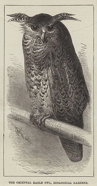 The Oriental Eagle Owl, Zoological Gardens (engraving)