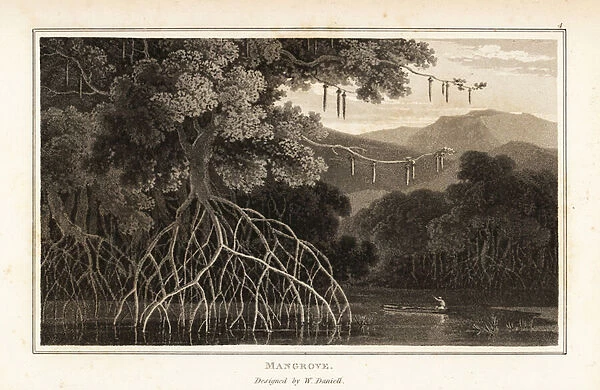 Oriental mangrove, Bruguiera gymnorhiza, in an Asian swamp. 1807 (aquatint)