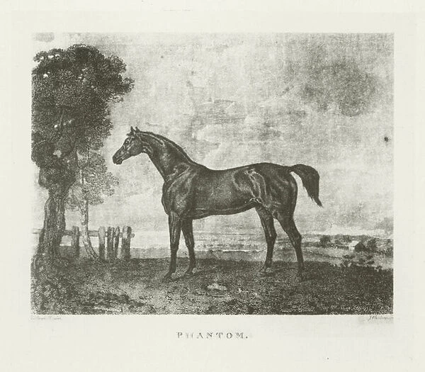 Phantom, foaled 1808 (b  /  w photo)