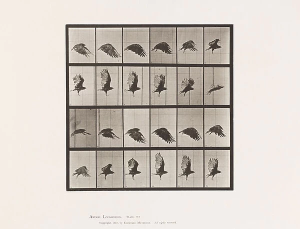 Plate 765. Vulture; Flying, 1885 (collotype on paper)