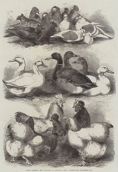 Prize Pigeons and Poultry at Bingley Hall, Birmingham (engraving)