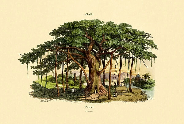 Sacred Fig, 1833-39 (coloured engraving)