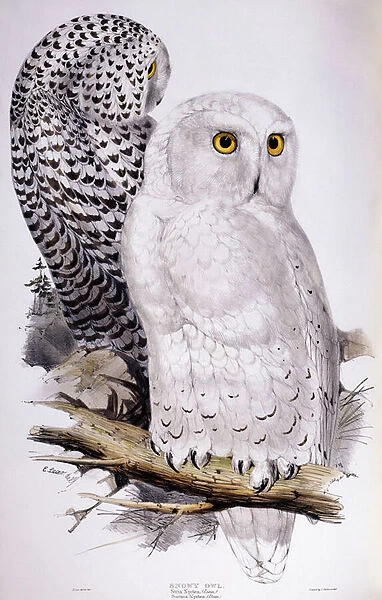 Snowy Owl, 1832-1837 (hand-coloured lithograph)