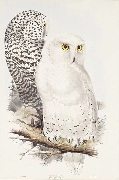 Snowy Owl. Strix Nyctea; (Linn); Surnia Nyctea, 1832-1837