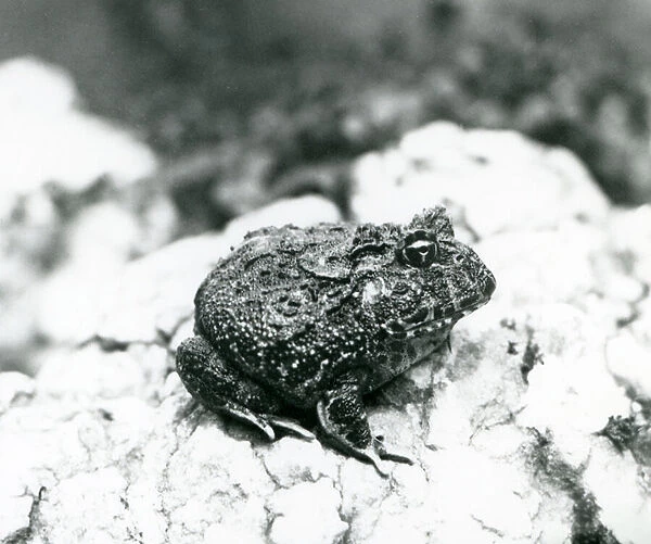 A South American Horned Frog sitting on a rock, London Zoo, August 1928 (b  /  w photo)