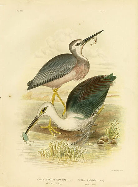 White-Faced Heron, 1891 (colour litho)