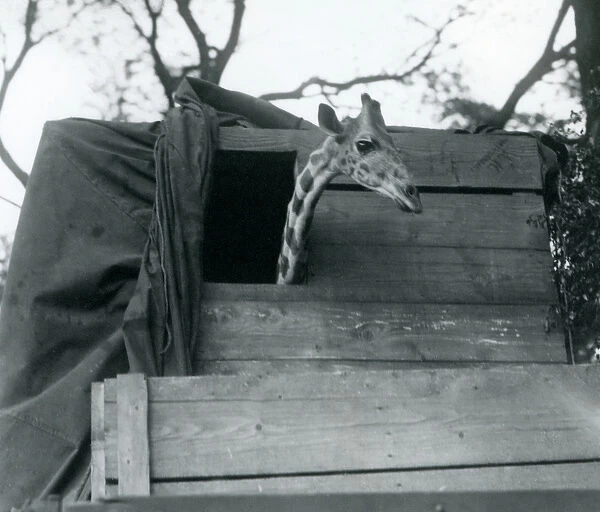 A young giraffe arriving at London Zoo, May 1923 (b  /  w photo)