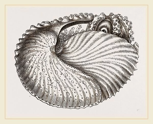 Arognaut in its shell