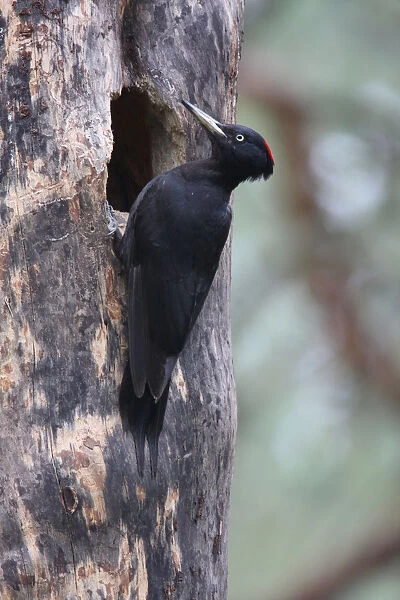 Black Woodpecker foraging on treetrunk, Dryocopus martius
