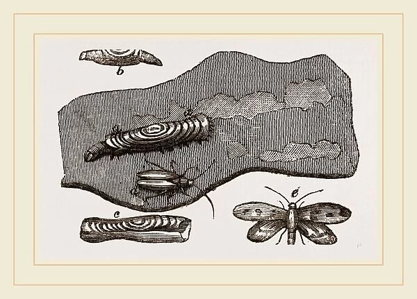 Clothes-Moth and Caterpillar