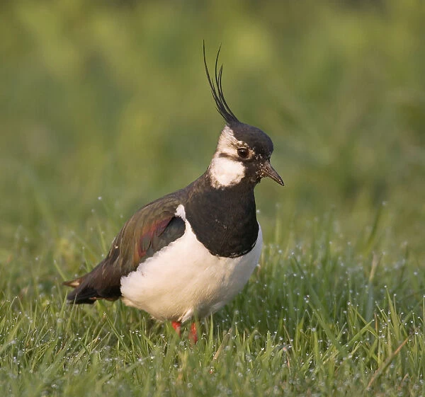 Northern Lapwing perched, Vanellus vanellus, The Netherlands