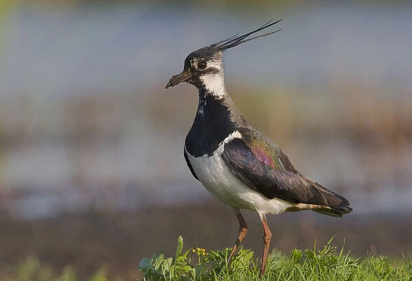 Northern Lapwing perched, Vanellus vanellus