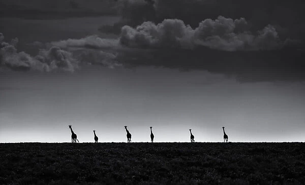 6 Giraffes