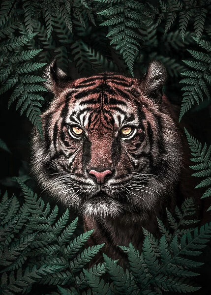 Tiger. Al Barizi