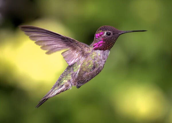 Anna's Hummingbird in Flight