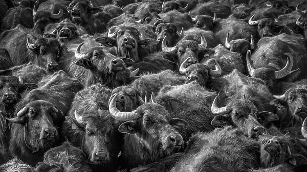 asian buffaloes