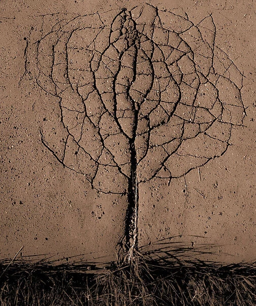Asphalt tree