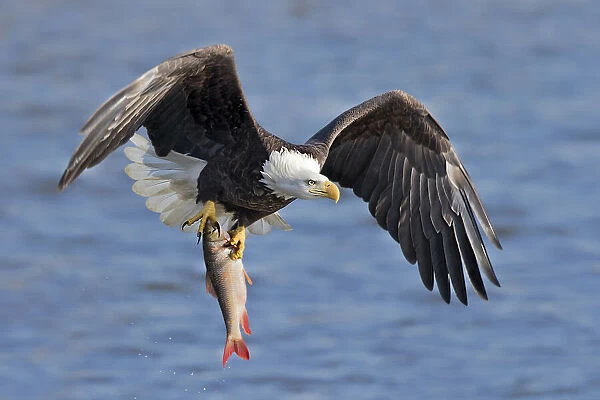 Bald Eagle Catching a Big Fish