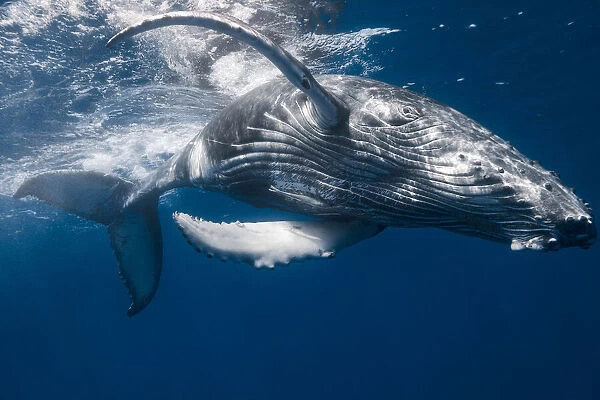 Baleineau. Une expA©rience magnifique avec ce baleineau qui venanit jouer avec moi