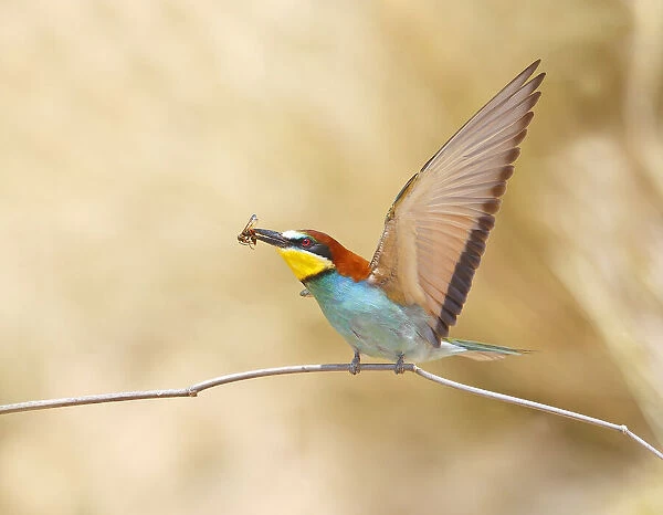 Bee-eater with a Bee