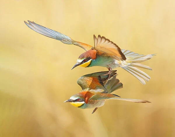 Bee-eaters - couple flying together