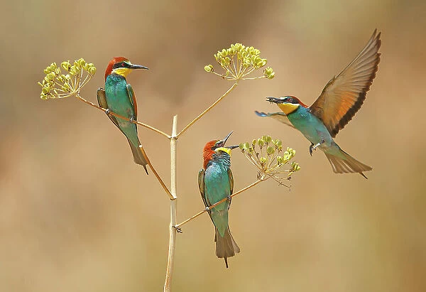 Bee-eaters - who will earn the Bee