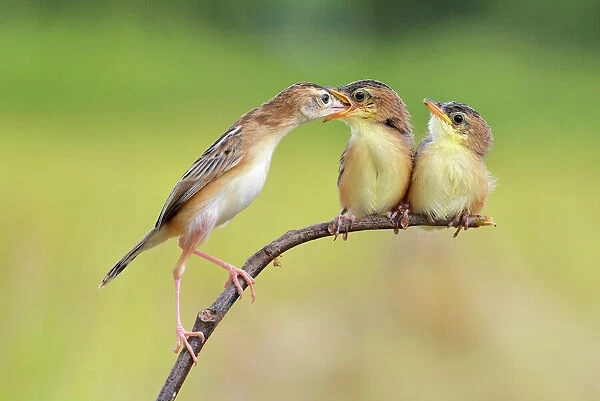 Bird Feeding Babies. Memensaputra