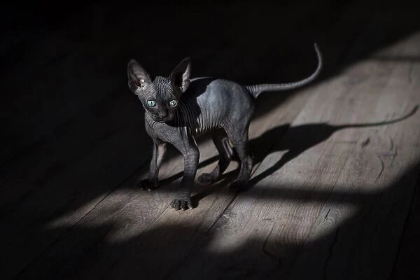 A black cat in a dark room