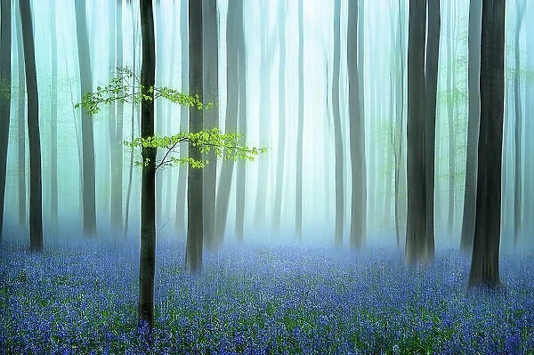 the blue forest