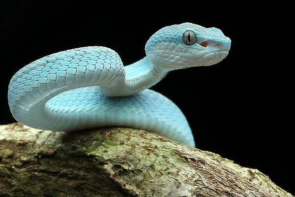 blue viper snake