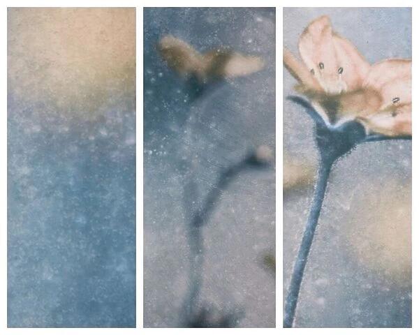 Blue Winter (Triptych)