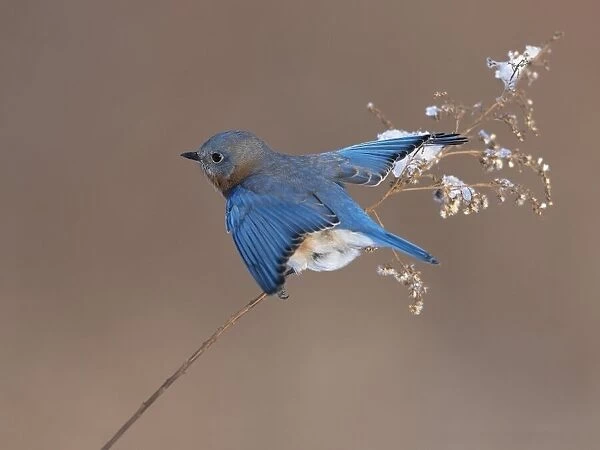 Bluebird on dry grass in winter