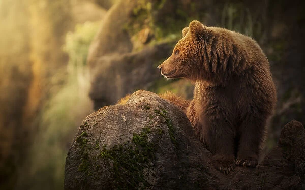 Brown bear during sunset
