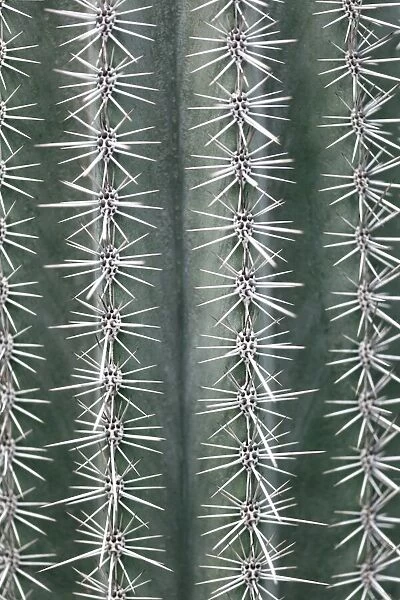 Cactus green