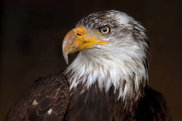Caged - Bald Eagle