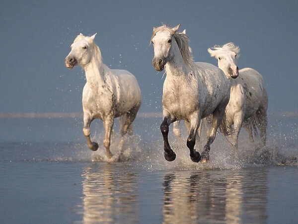 Camargue white horses